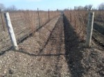 Hilled vines for winter protection.